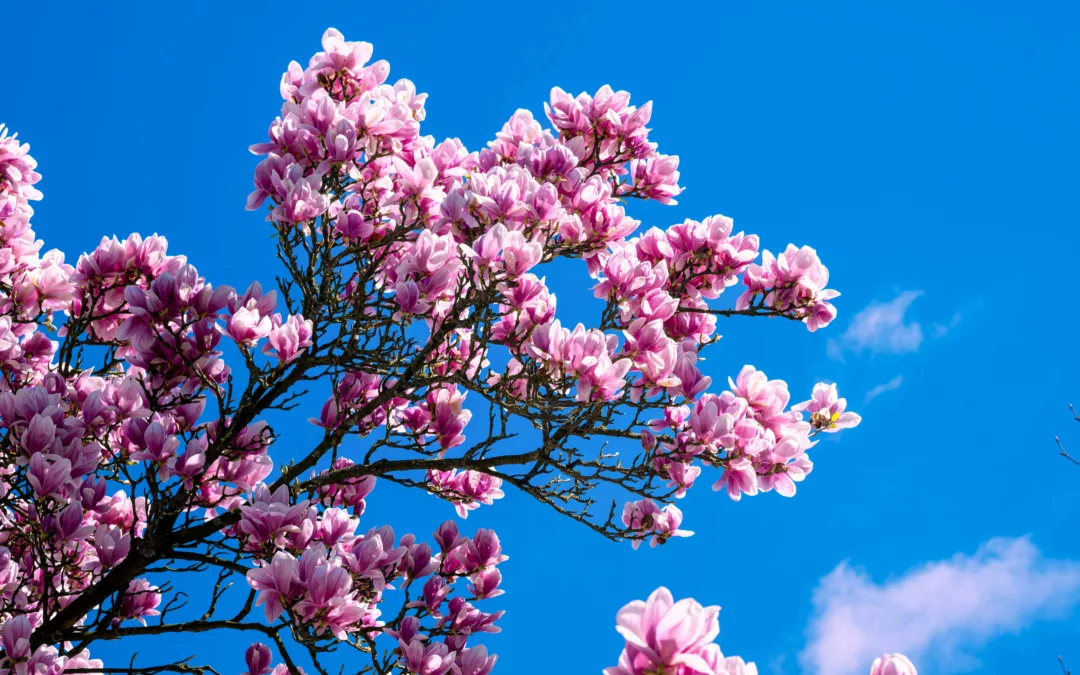 Cerisier japonais au printemps